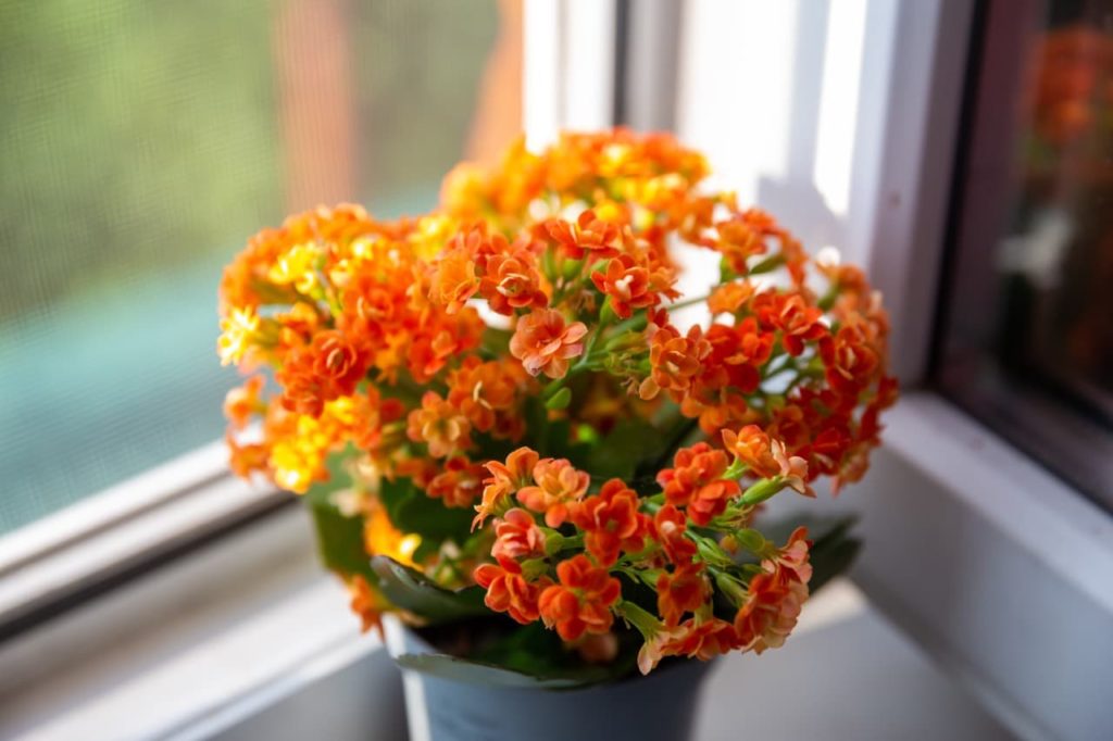 How To Fix Leggy Kalanchoes Horticulture Magazine