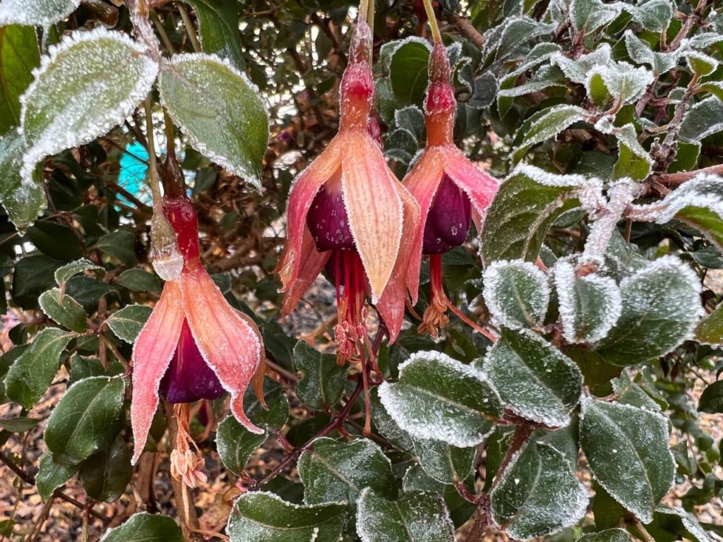peach and purple coloured fuchsia flowers with rounded ovate leaves covered in a thin layer of frost