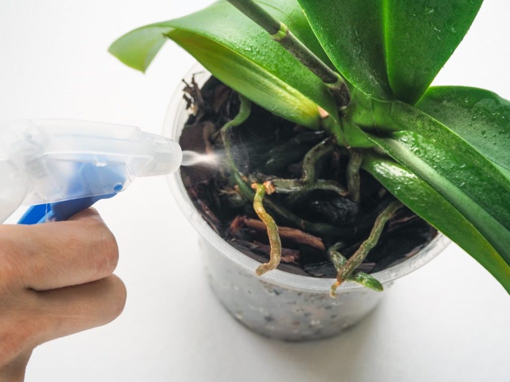hand shown misting the leaves of a potted orchid plant with long, lanceolate leaves