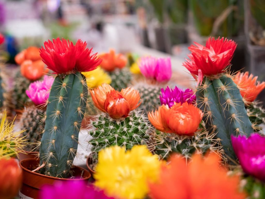 pink, red, orange and yellow flowering spiked cacti plants growing in individual pots