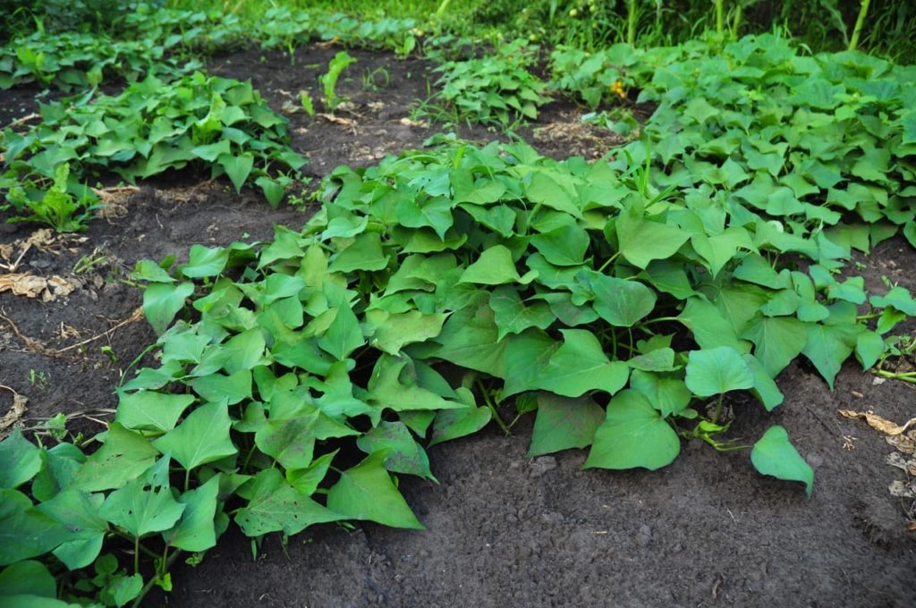 the large, triangular leaves of an Ipomoea batatas plant growing as ground cover