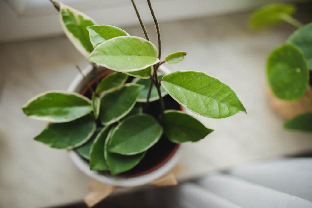 Hoya carnosa ‘Krimson Queen’ with lanceolate leaves edged in white growing in a container