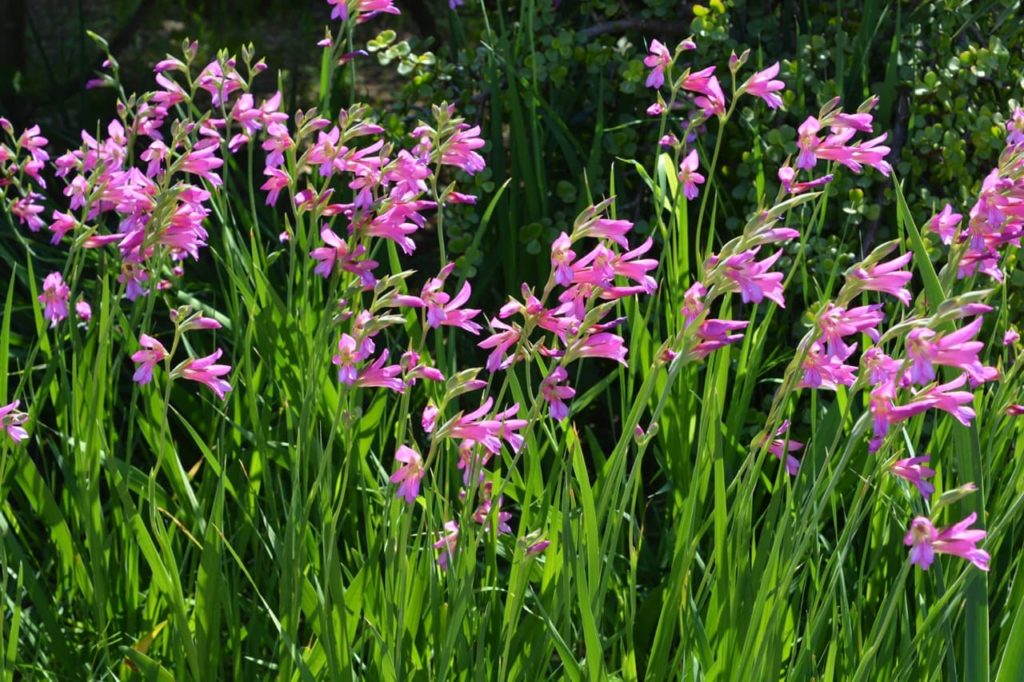 Gladiolus communis with grass-like erect foliage adorned by pink flowers