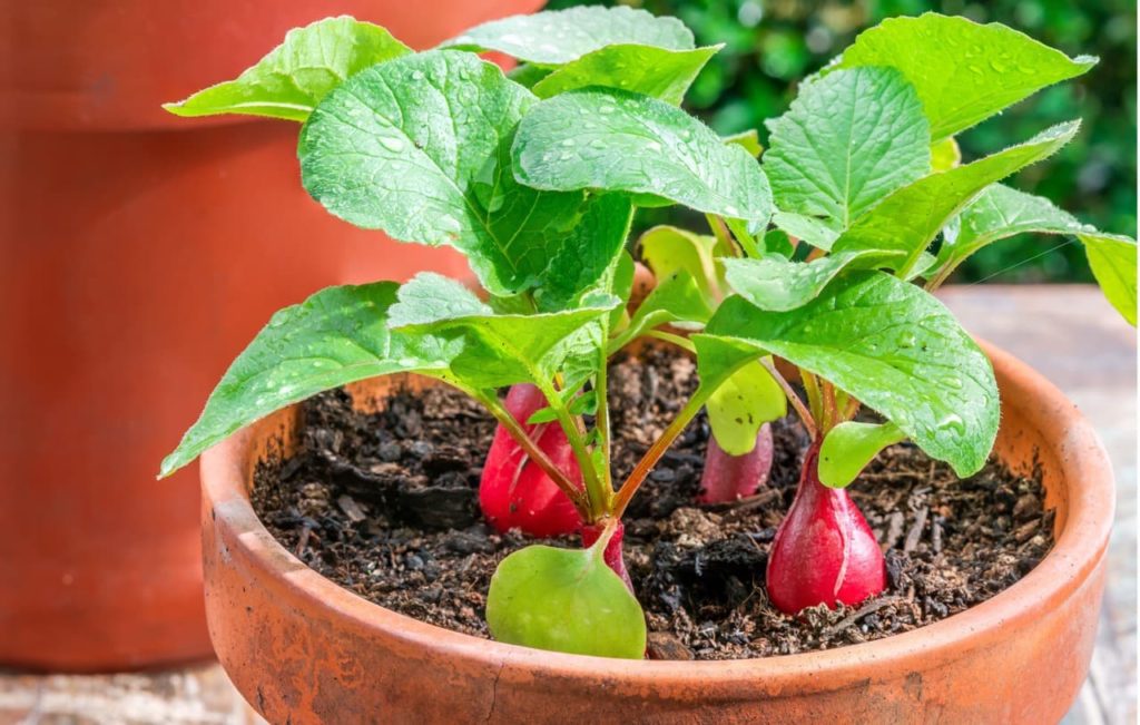 8 Tips For Growing Radishes In Pots 'Avoid Crowding' Says Gerald