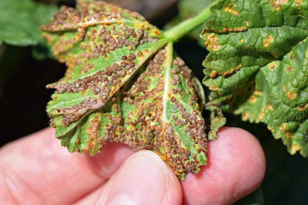 hand peeling back the leaf of a hollyhock to reveal brown spots of the Puccinia malvacearum fungi