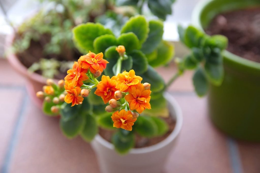 How To Fix Leggy Kalanchoes Horticulture Magazine