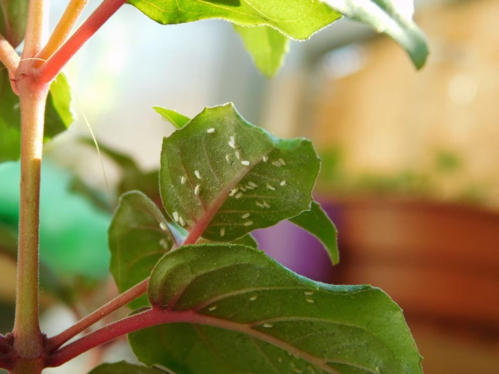 whiteflies crawling on the underside of fuchsia plant leaves