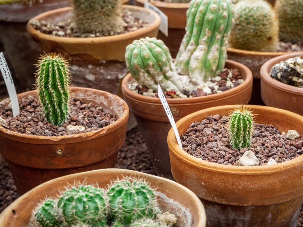 various varieties of cacti growing in pots with a dry, stone-covered growing medium