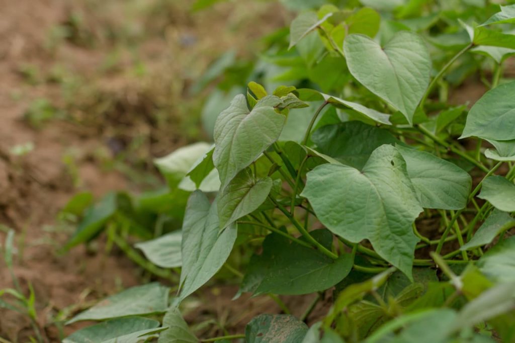 sweet potato vine with heart-shaped leaves growing in a vegetable garden
