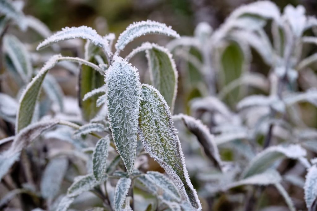 salvia shrub with lanceolate leaves covered in a layer of frost