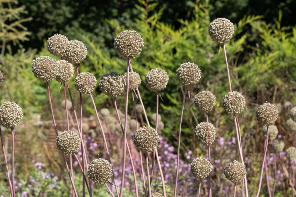 allium ‘Summer Drummer’ pink stems displaying globular clusters of flowers that have turned to seed