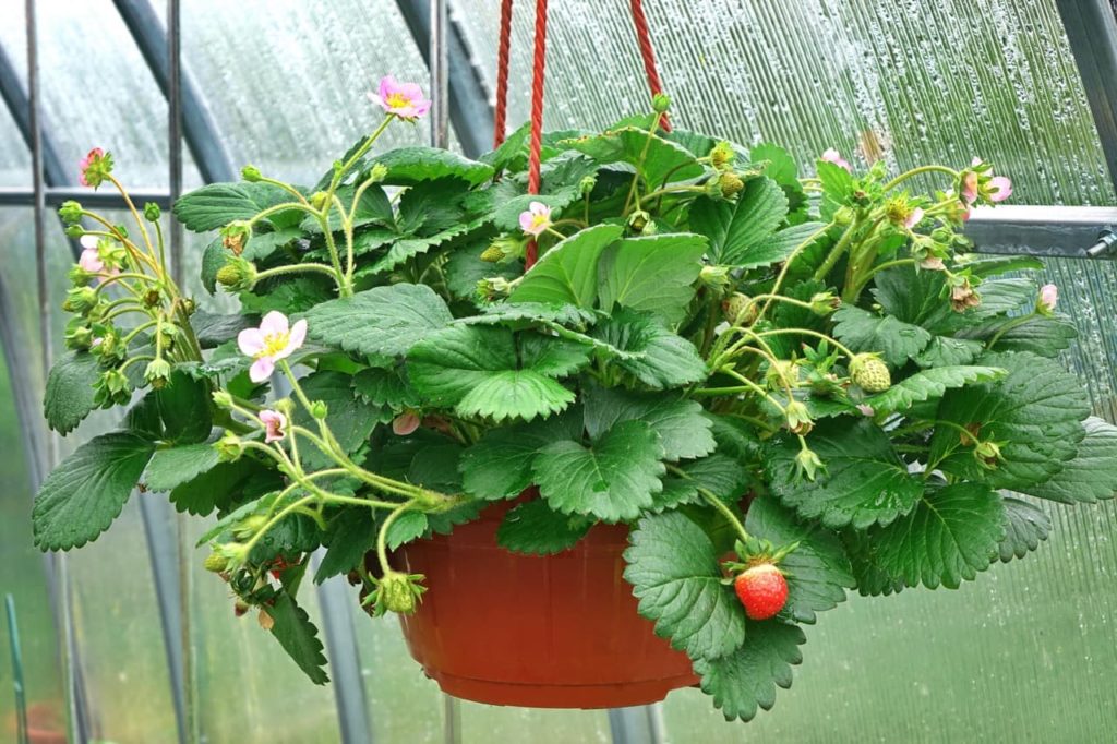 remontant strawberries with pink flowers and red fruits growing in a hanging basket in a greenhouse