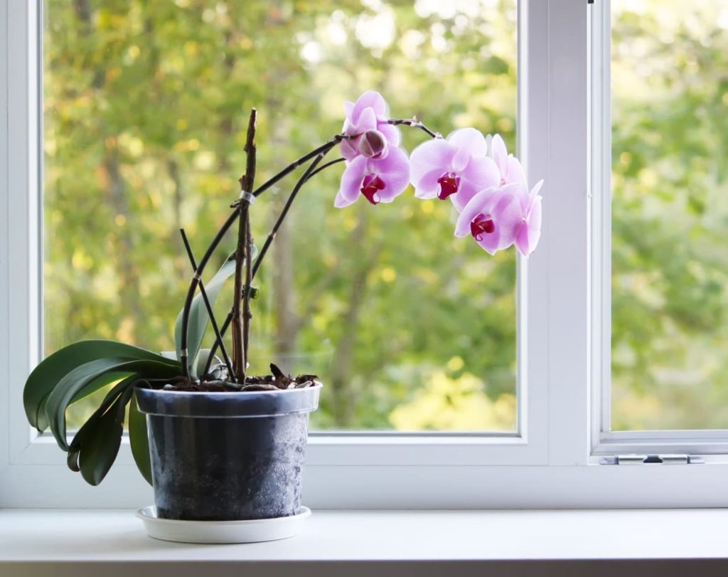 a pink flowering orchid growing in a clear plastic pot on a windowsill