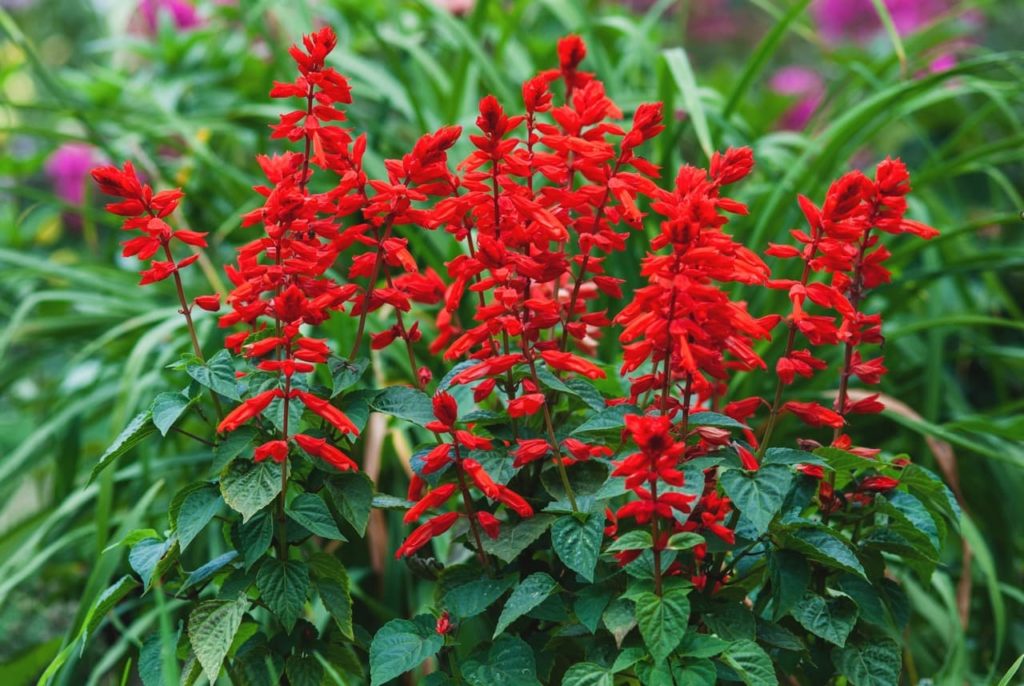 salvia splendens ‘Vista Red’ with upright stems doting bright red blooms
