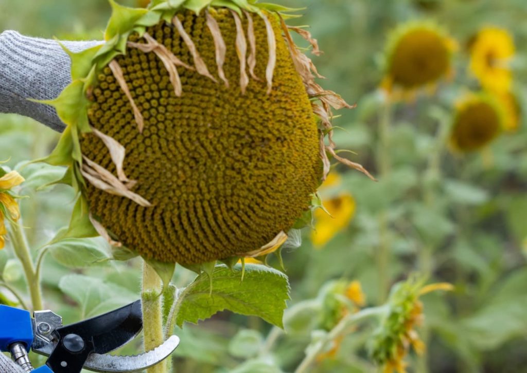 blue secateurs cutting the stem of a sunflower with a large yellow seed head