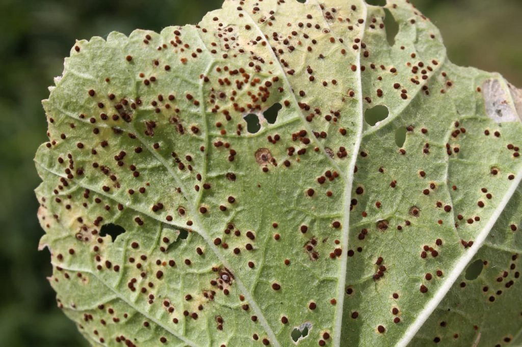 dark, circular spots on the leaf of a hollyhock plant that has been infected by rust