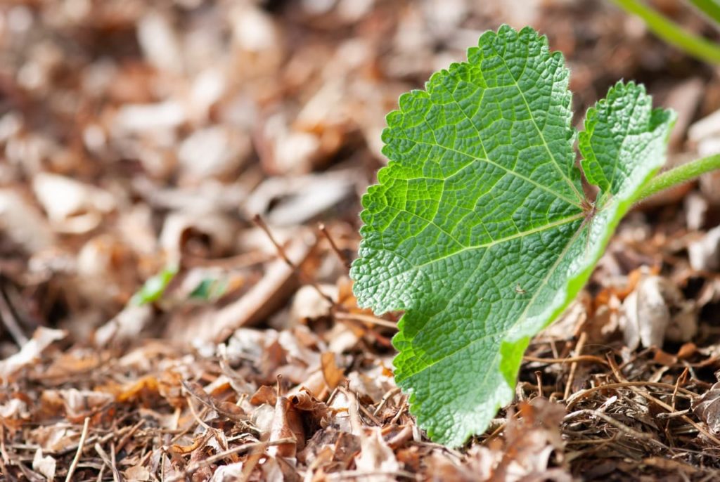 heart-shaped leaf from a hollyhock plant growing from ground mulched with dead leaves