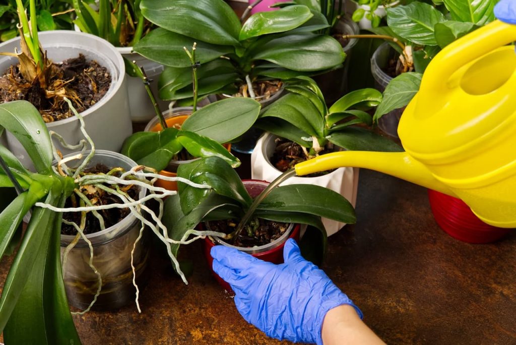 watering the soil of a potted orchid plant with a yellow watering can