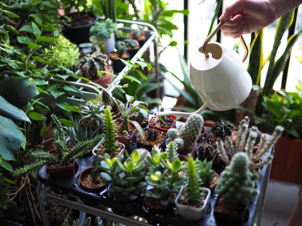 white watering can being used to water small potted cacti growing in a glasshouse filled with houseplants