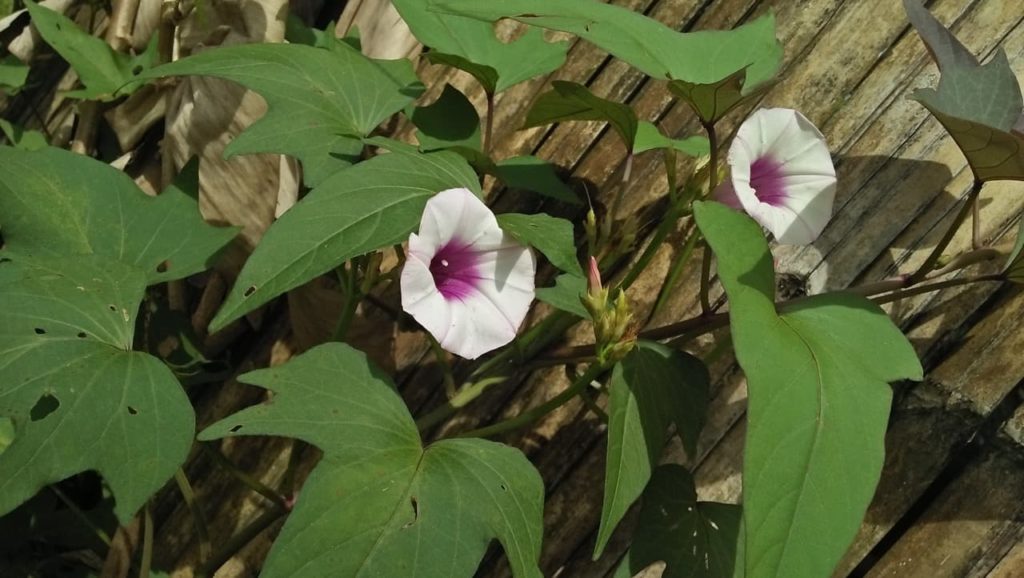 trumpet-shaped white flowers with purple throats from an I. batatas vine growing against a wooden fence