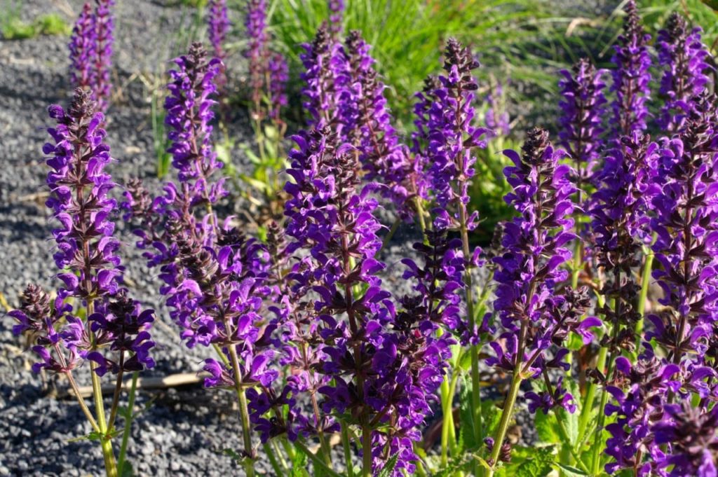 towering purple spires of S. nemorosa ‘Mainacht’ growing outdoors in the sunshine