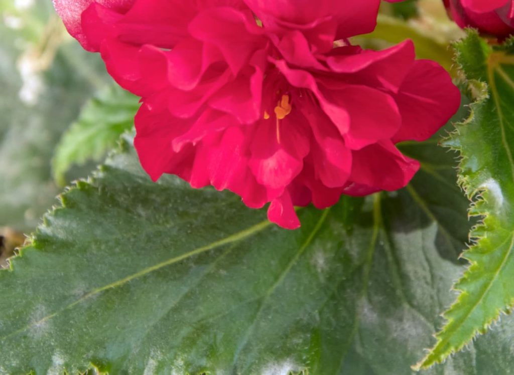 white powdery dust on the edges of the finely serrated leaves of a pink flowering begonia plant
