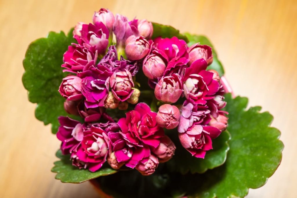 How To Fix Leggy Kalanchoes Horticulture Magazine