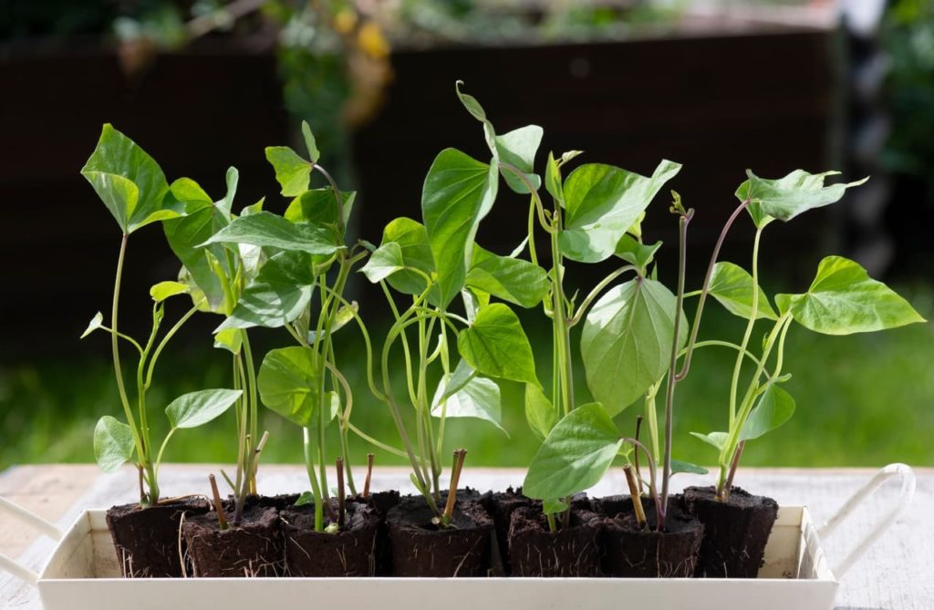 sweet potato slips with heart-shaped leaves growing in a narrow container