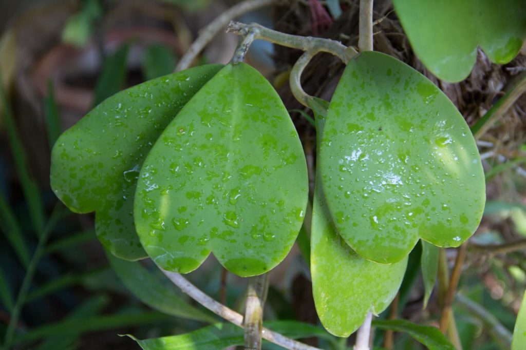 H. kerrii with heart-shaped leaves covered in rain drops hanging from the plant’s wooden stems