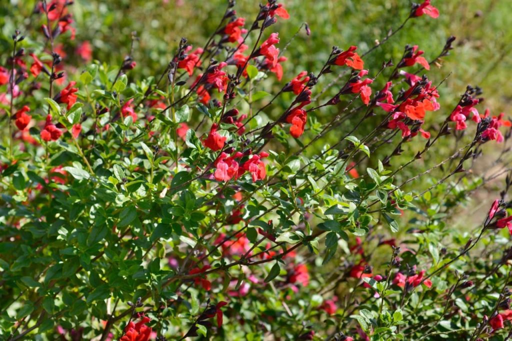 S. greggii ‘Royal Bumble’ with small green leaves and red blooms atop black stems