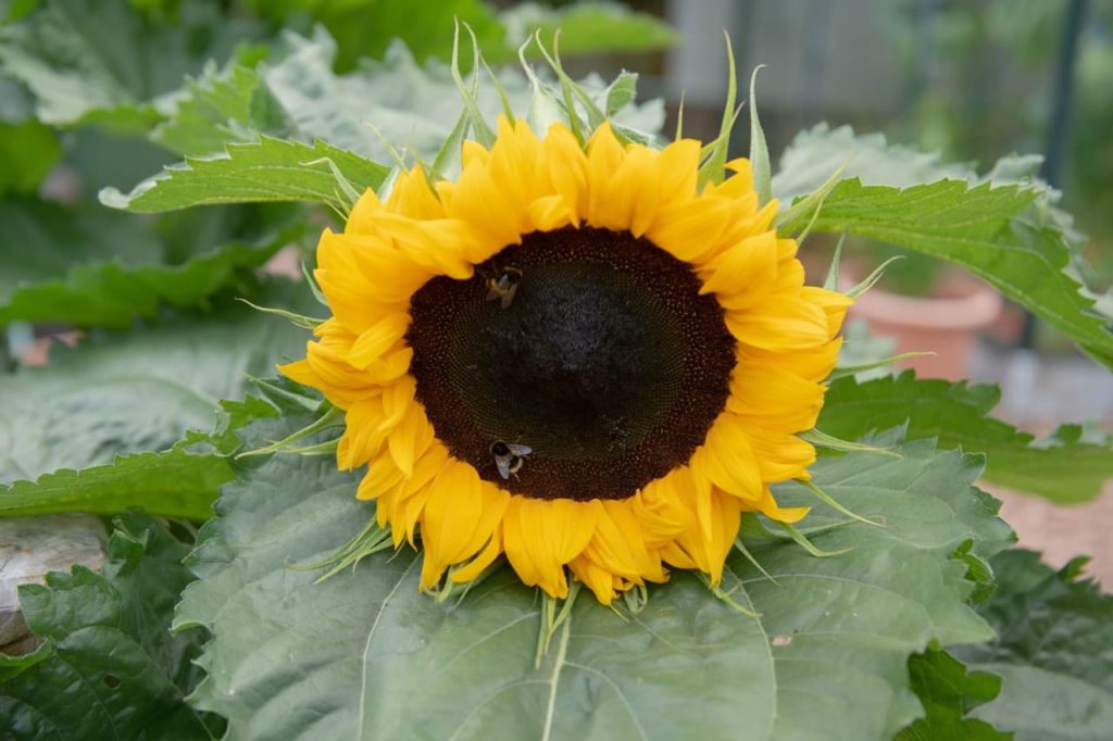 sunflower ‘little leo’ with a large deep brown central disk and layered triangular petals in yellow