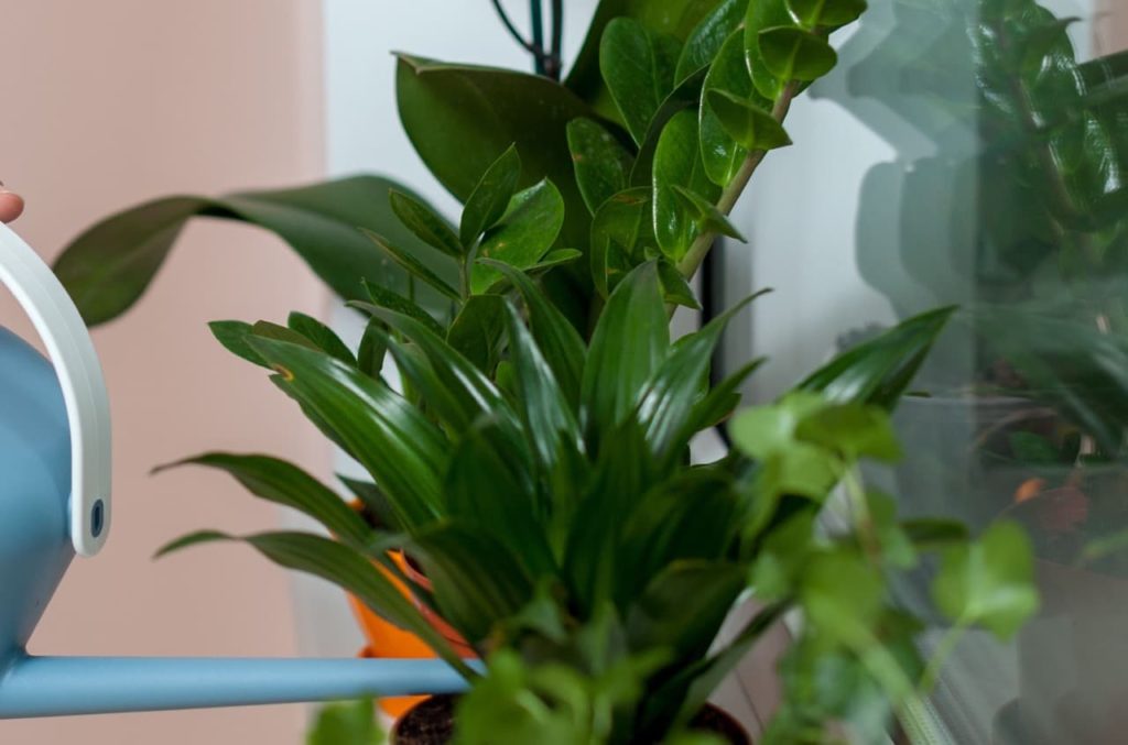 various houseplants on a windowsill being watered