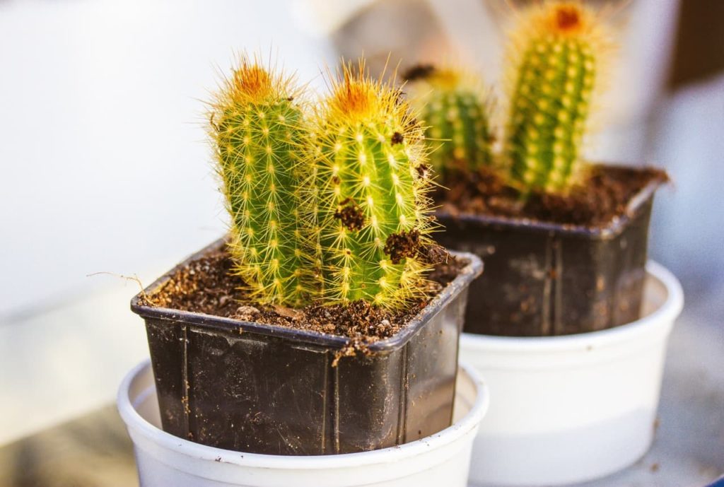 Pilosocereus pachycladus in black pots