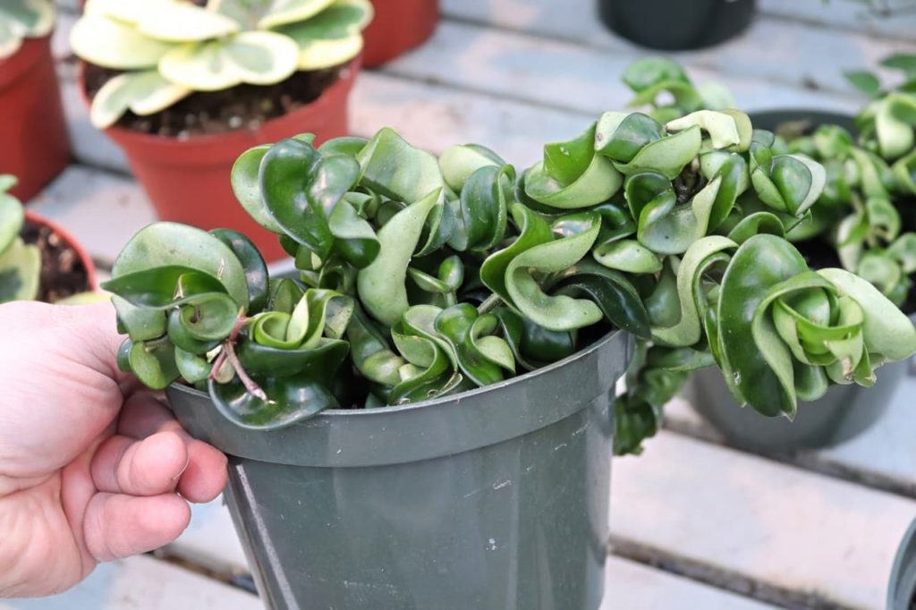 curly waxy leaves from a Hindu Rope wax plant being held up by its black container