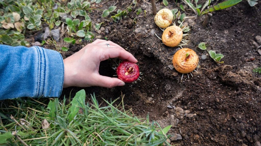 red corm being planted into a hole amended with granular formula