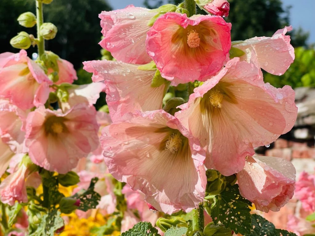 A. rosea with upright stems adorned with open pink flowers