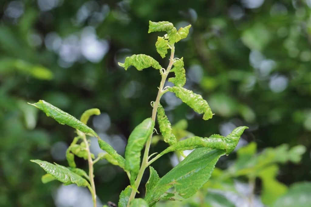 Hyalopterus pruni aphids coating the surface of a fuchsia plant with curling green leaves