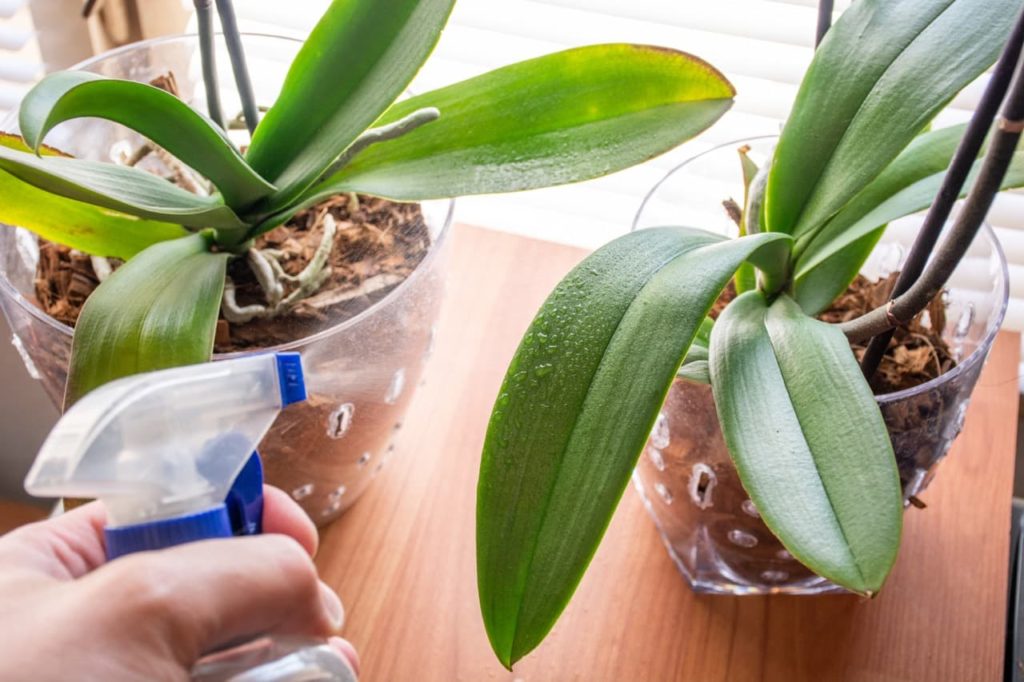 hand shown misting the leaves of a moth orchid plant next to a bright window