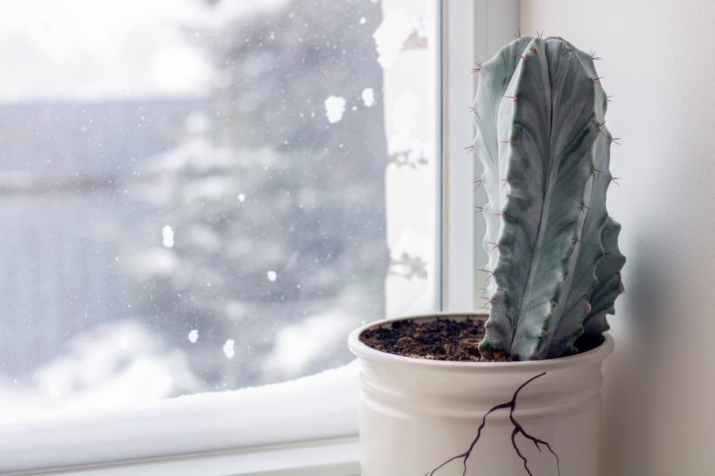 a potted cacti with a green-blue colour growing on a windowsill indoors where snow can be seen outside