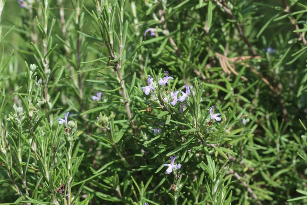 Salvia rosmarinus covered in spiky foliage and pale purple flowers