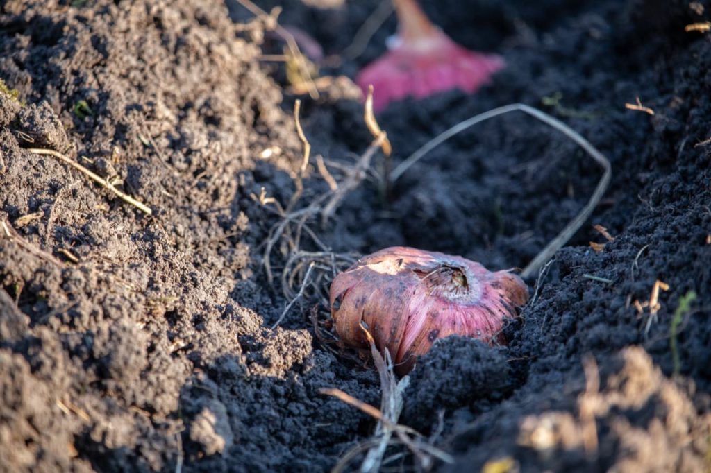 planted out gladioli corms with red and brown flaky colouring and creamy roots spreading out ready to be covered with compost