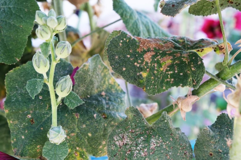 leaves from a hollyhock plant covered in rust