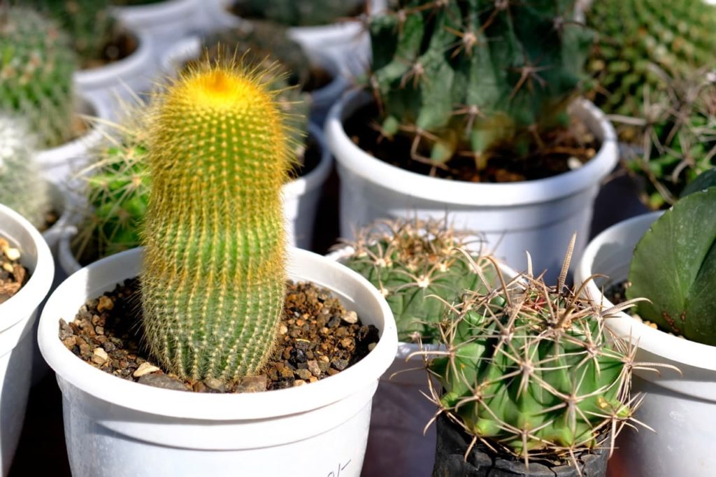 a collection of potted cacti with various shapes and spines