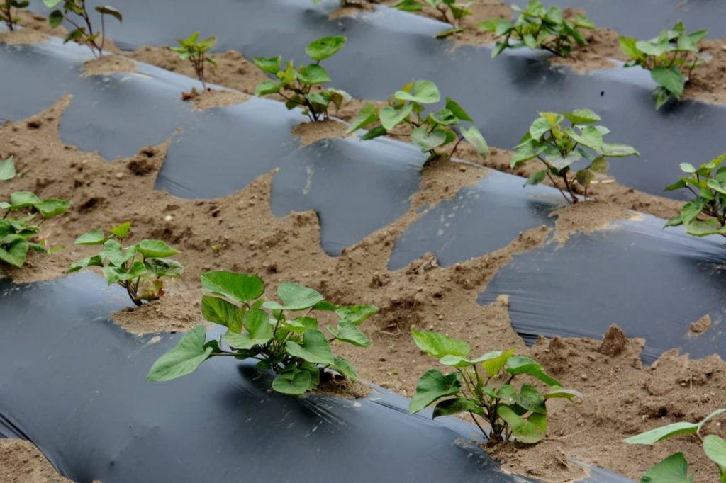 Ipomoea batatas growing in rows covered with a black plastic sheet for protection