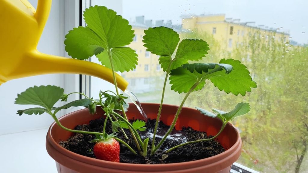 watering can feeding the soil of a potted strawberry plant