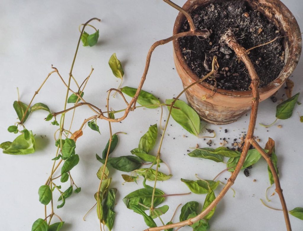 wooden stems of a potted fuchsia plant growing in a pot with fallen leaves