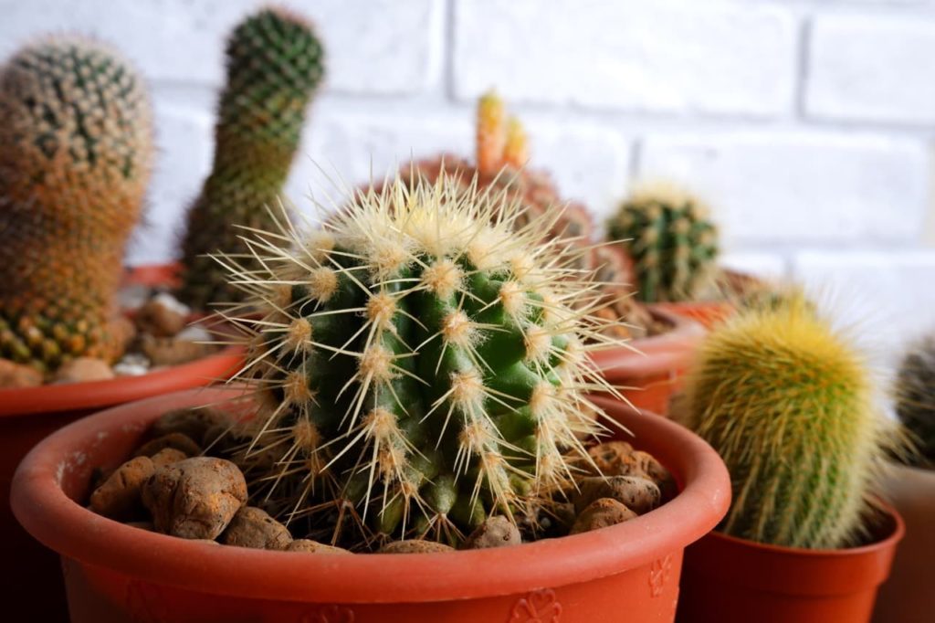 potted cacti in many different forms