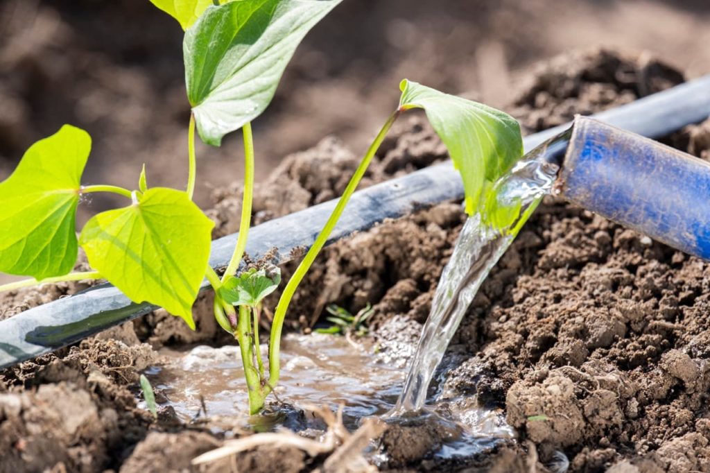 a young sweet potato plant being watered