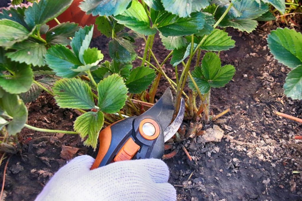 secateurs being used to cut the flowering stem from a strawberry plant