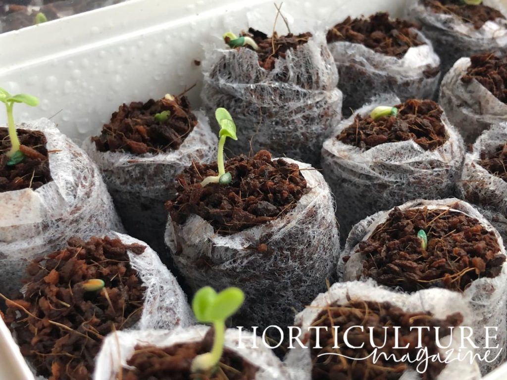 aubergine seedlings germinated in seed starting discs displaying their first set of true leaves